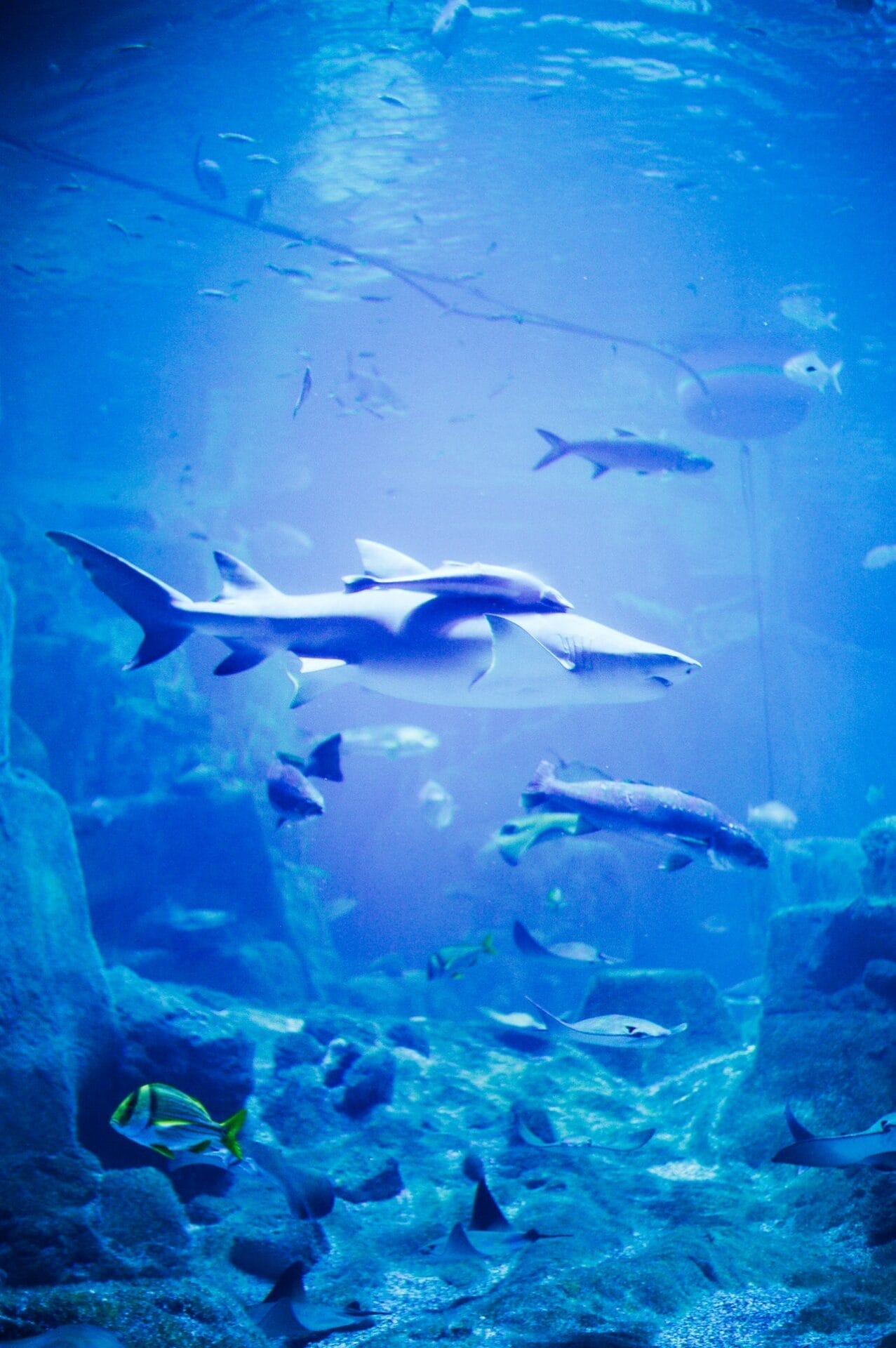 an aquariums with great white sharks and other fishes