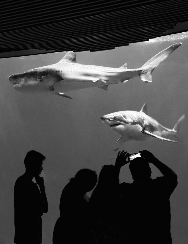 silhouette of people in aquarium with great white sharks 