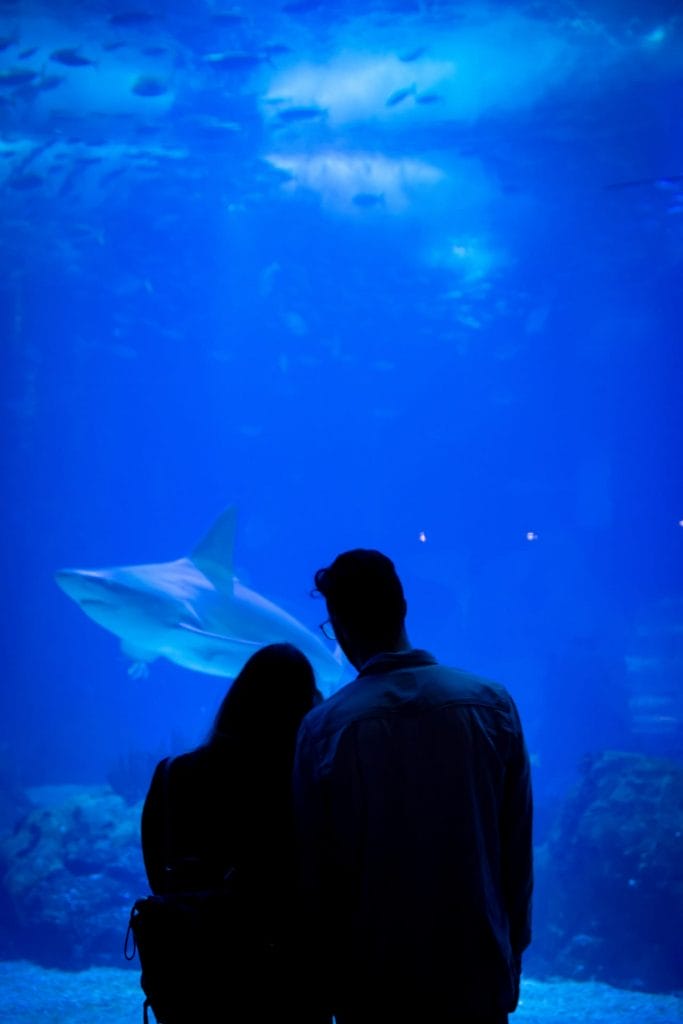couple in an aquarium with great white sharks