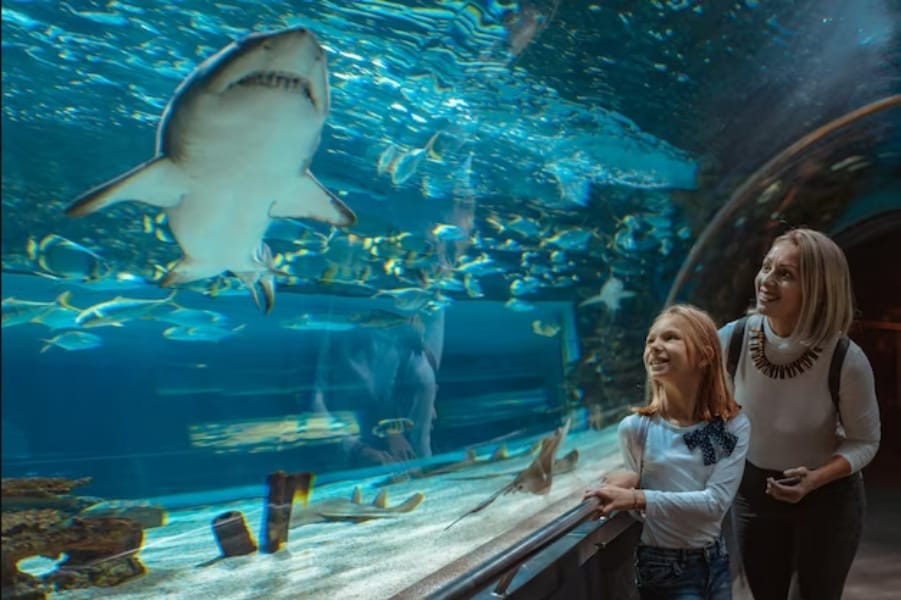 two girls in aquarium with great white sharks