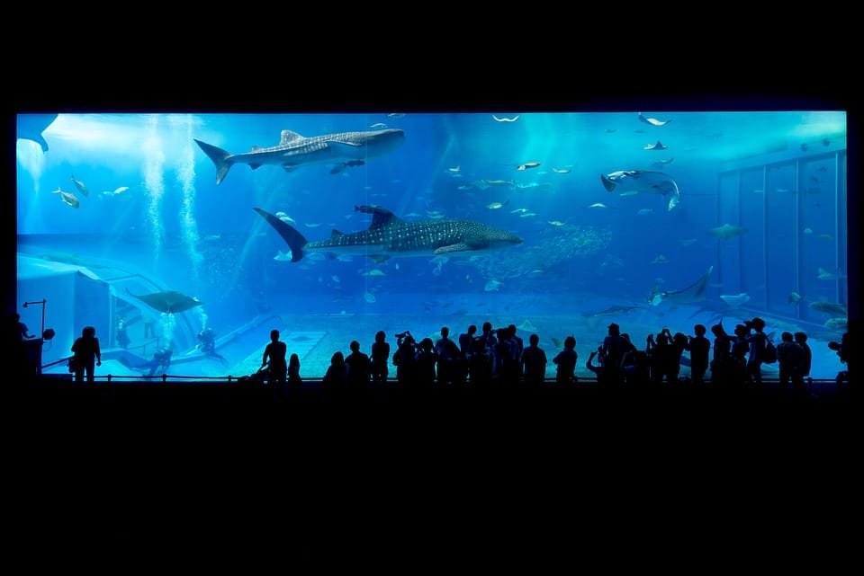 group of people in an aquarium watching sharks and other fishes