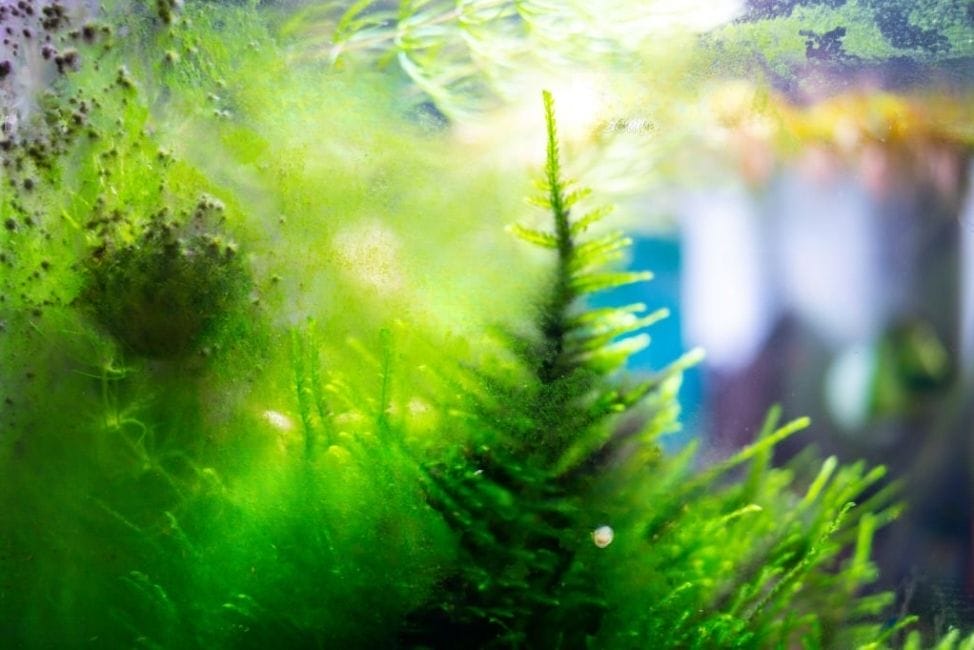 aquarium with an algae build-up