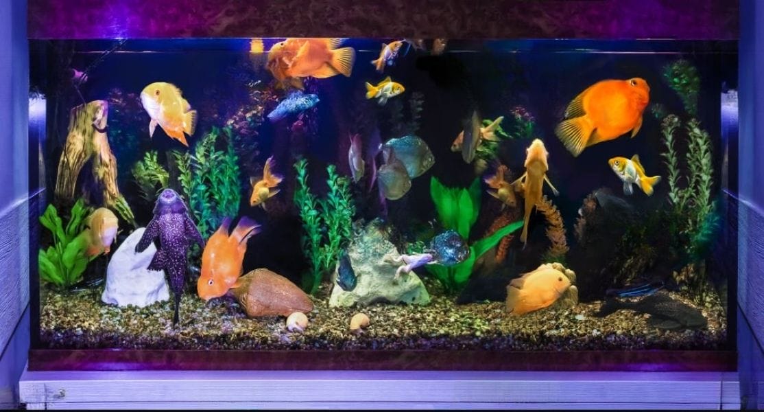 a home aquarium with various fishes