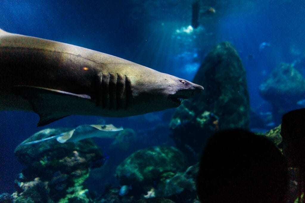 a tiger shark in aquarium and people watching closely