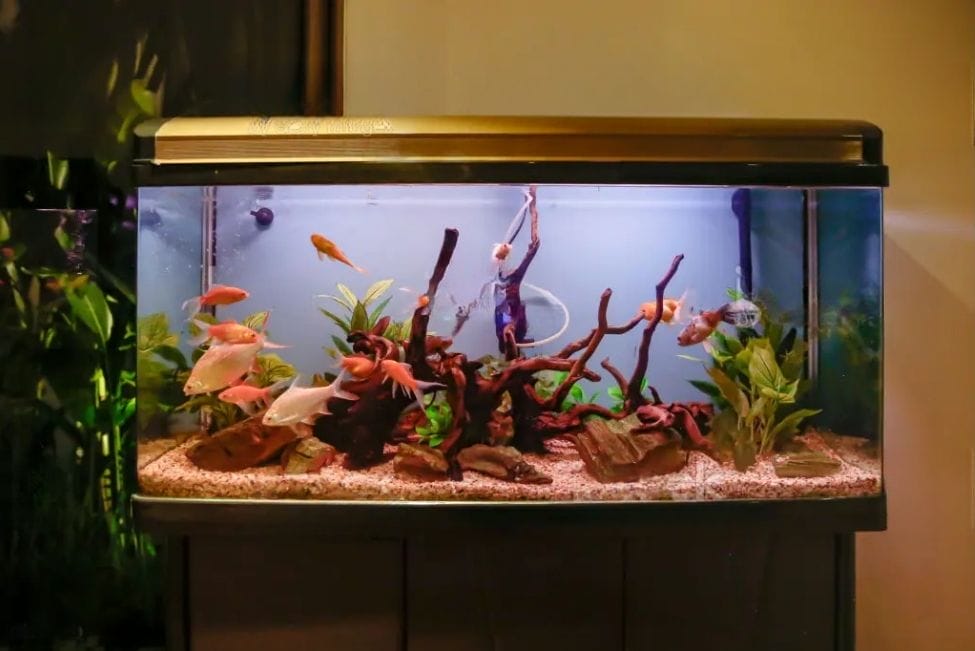 a home saltwater aquarium
