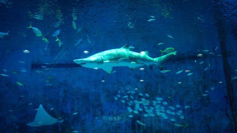 How Do Aquariums Keep Sharks from Eating the Fish: Keeping the Peace