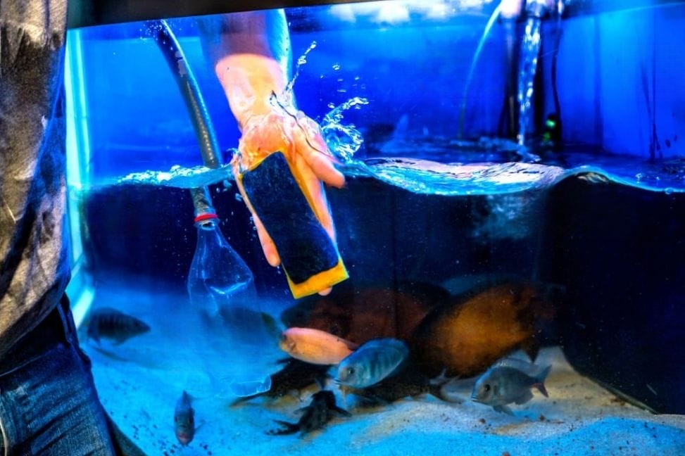 man cleaning an aquarium using sponge