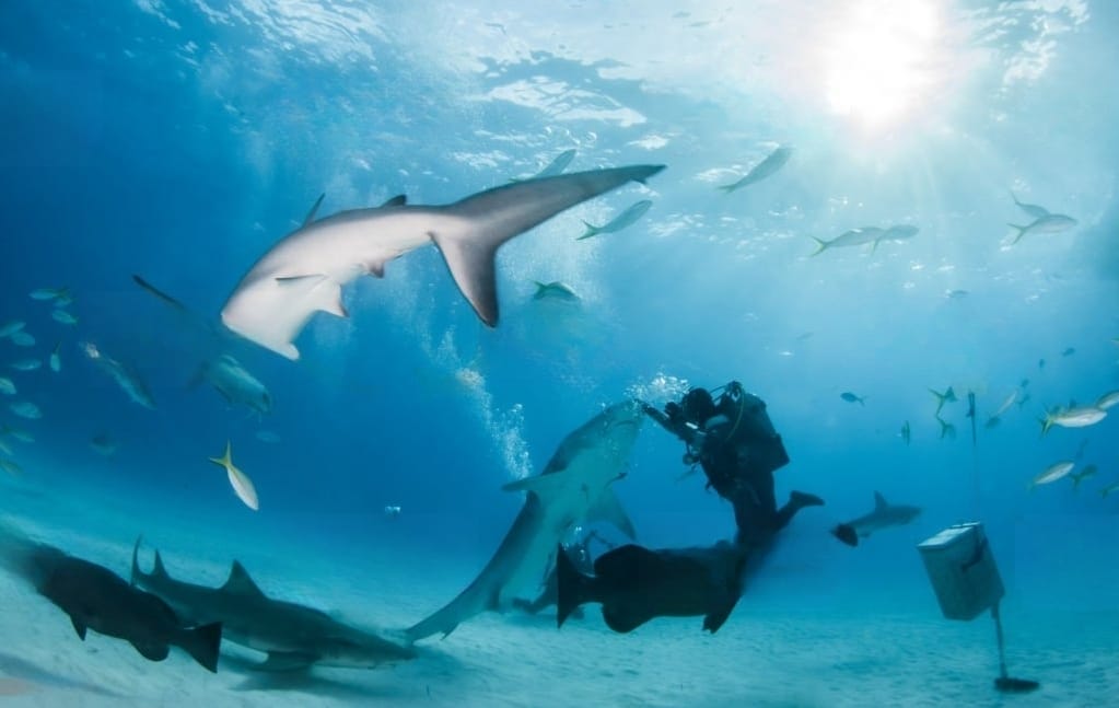a man feeding a group of sharks