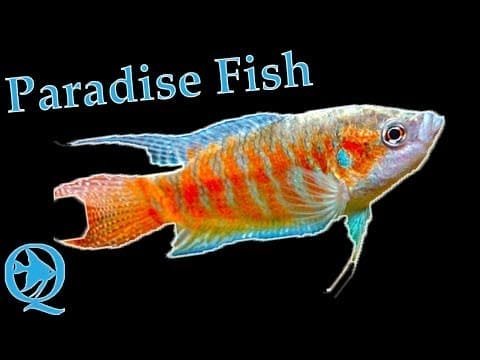 Unique Nature of Paradise Fish