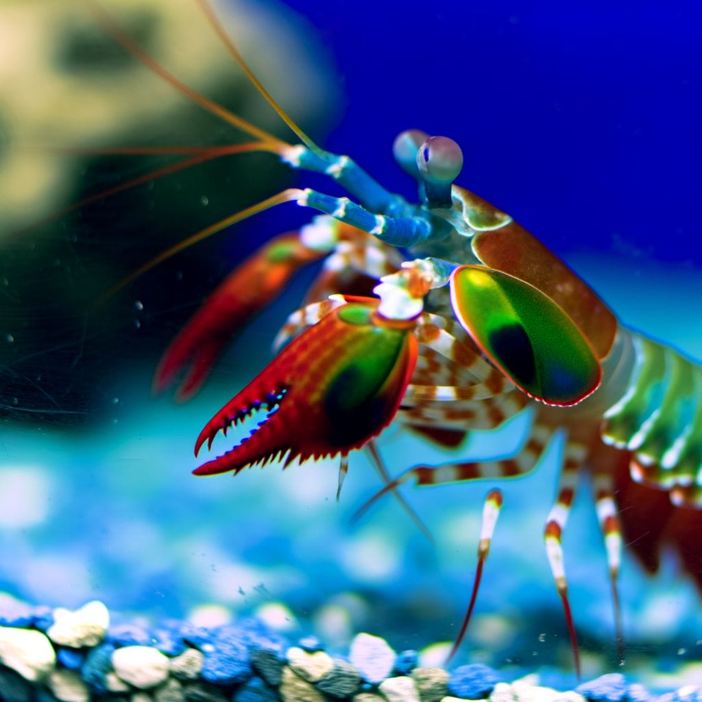 Mantis shrimp punching aquarium glass